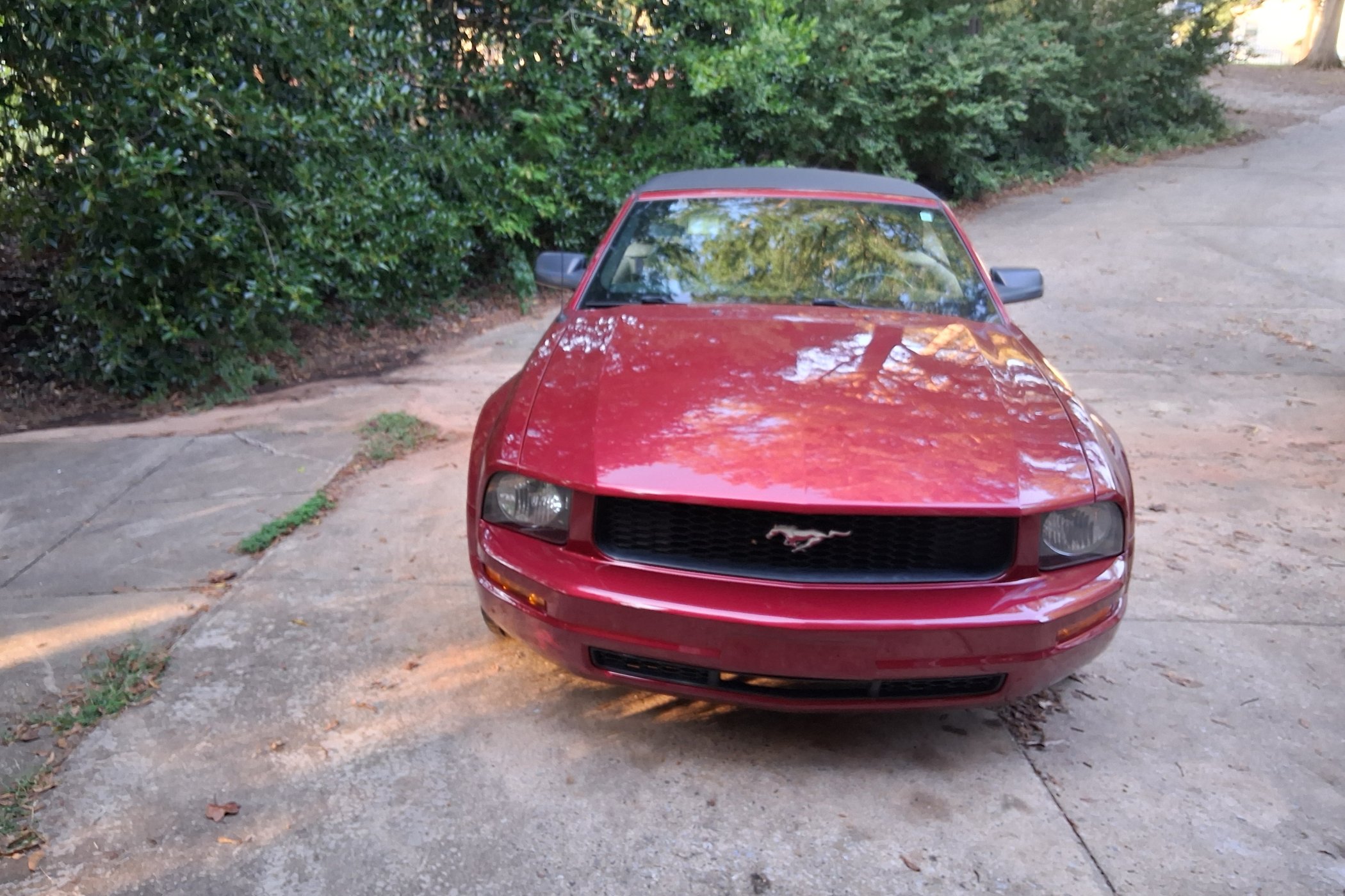 2007 Ford Mustang in Shelby 2