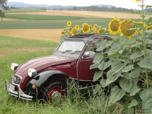 1982 Citroen 2CV6 in Elgg 6