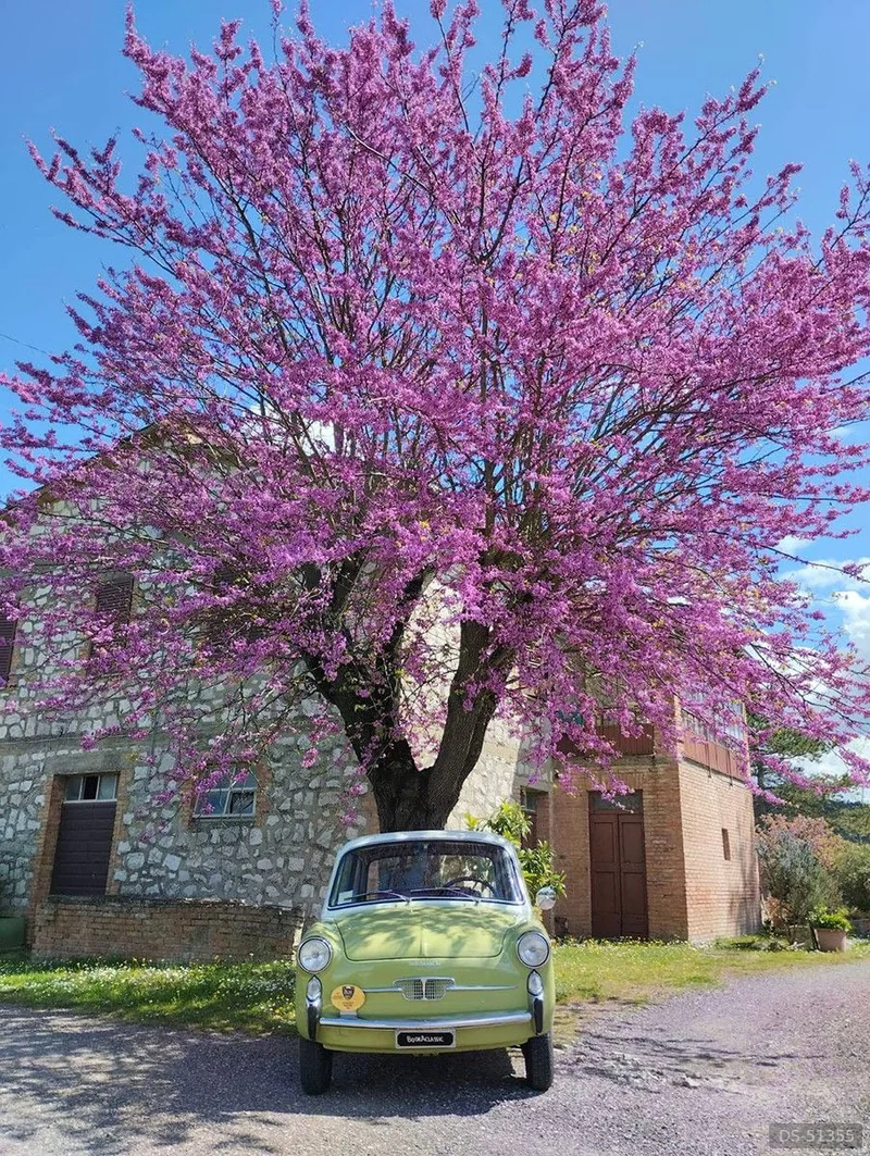 1964 Autobianchi Bianchina in Livorno 8