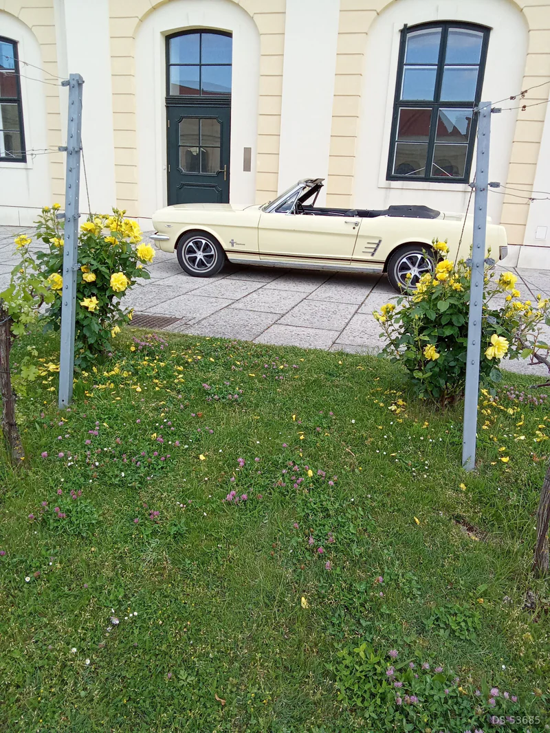 1966 Ford Mustang in Wien 2