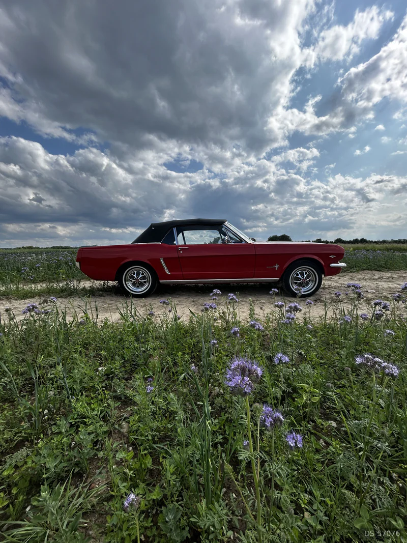 1965 Ford Mustang in Erwitte