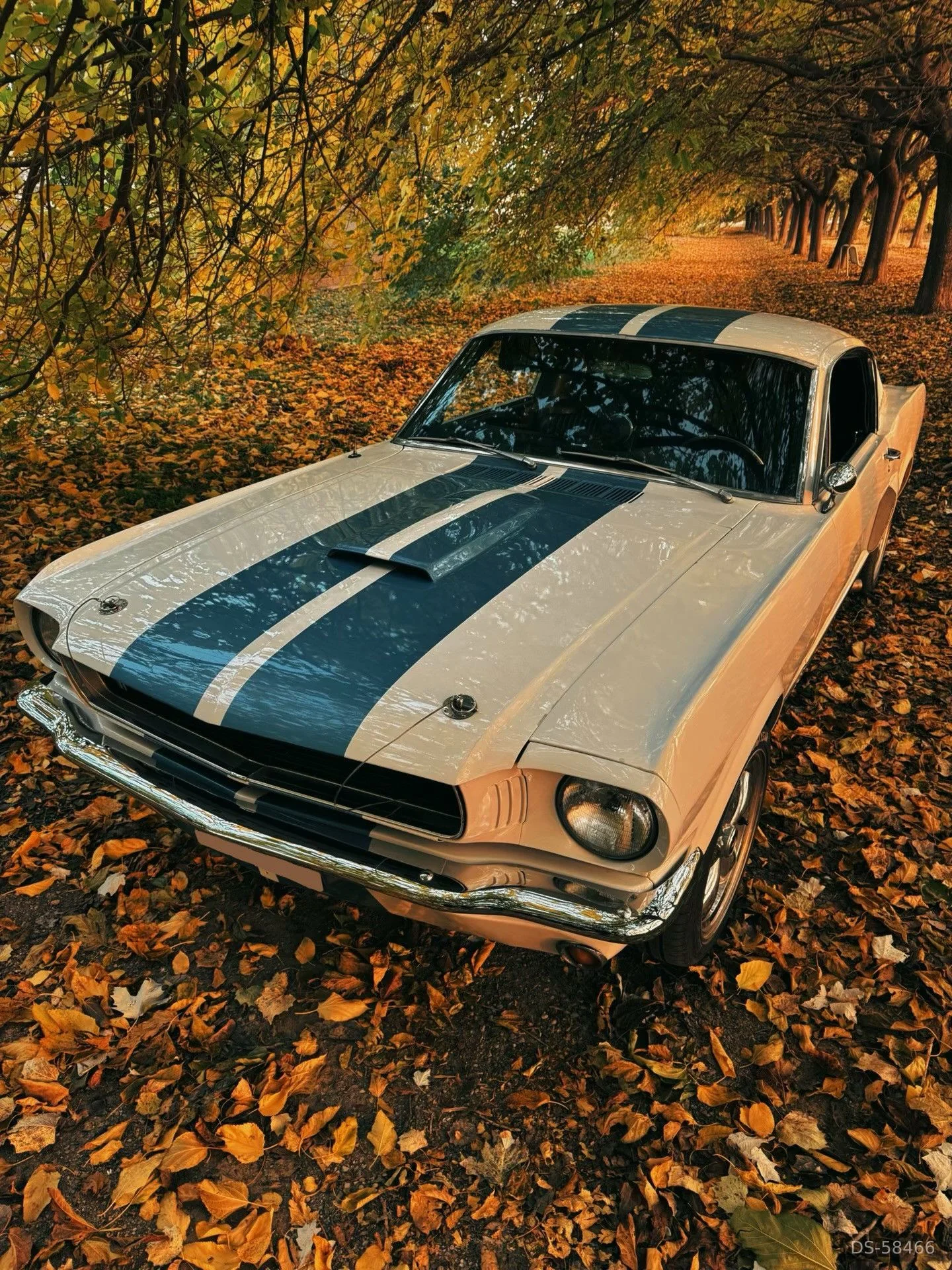 1966 Ford Mustang Gt350