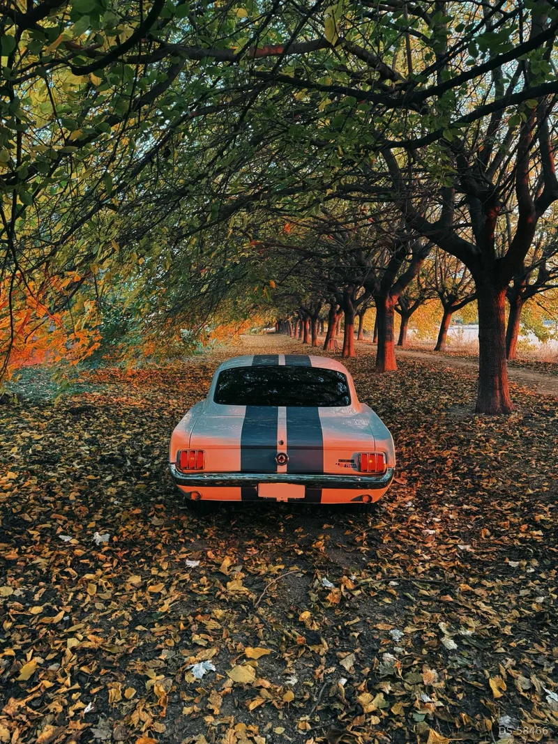 1966 Ford Mustang Gt350 in Lleida 3